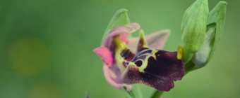 Fuciflora orchid