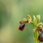 Ophrys lutea