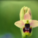 Ophrys tenthiredinifera