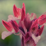 Anacamptis papillionacea