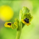 ophrys