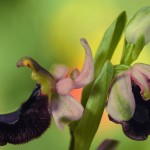 Bertolinii ophrys