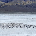 Uyuni Laguna Colorada