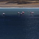 Uyuni Laguna Colorada