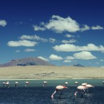 Uyuni Laguna Colorada