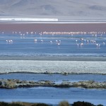 Uyuni Laguna Colorada