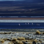 Uyuni Laguna Colorada